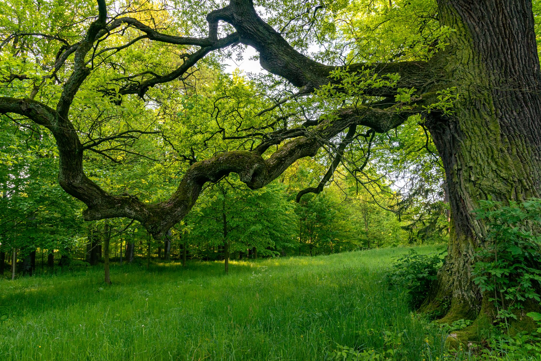 Southeast Asia’s Oaks Are More Threatened Than Anywhere Else