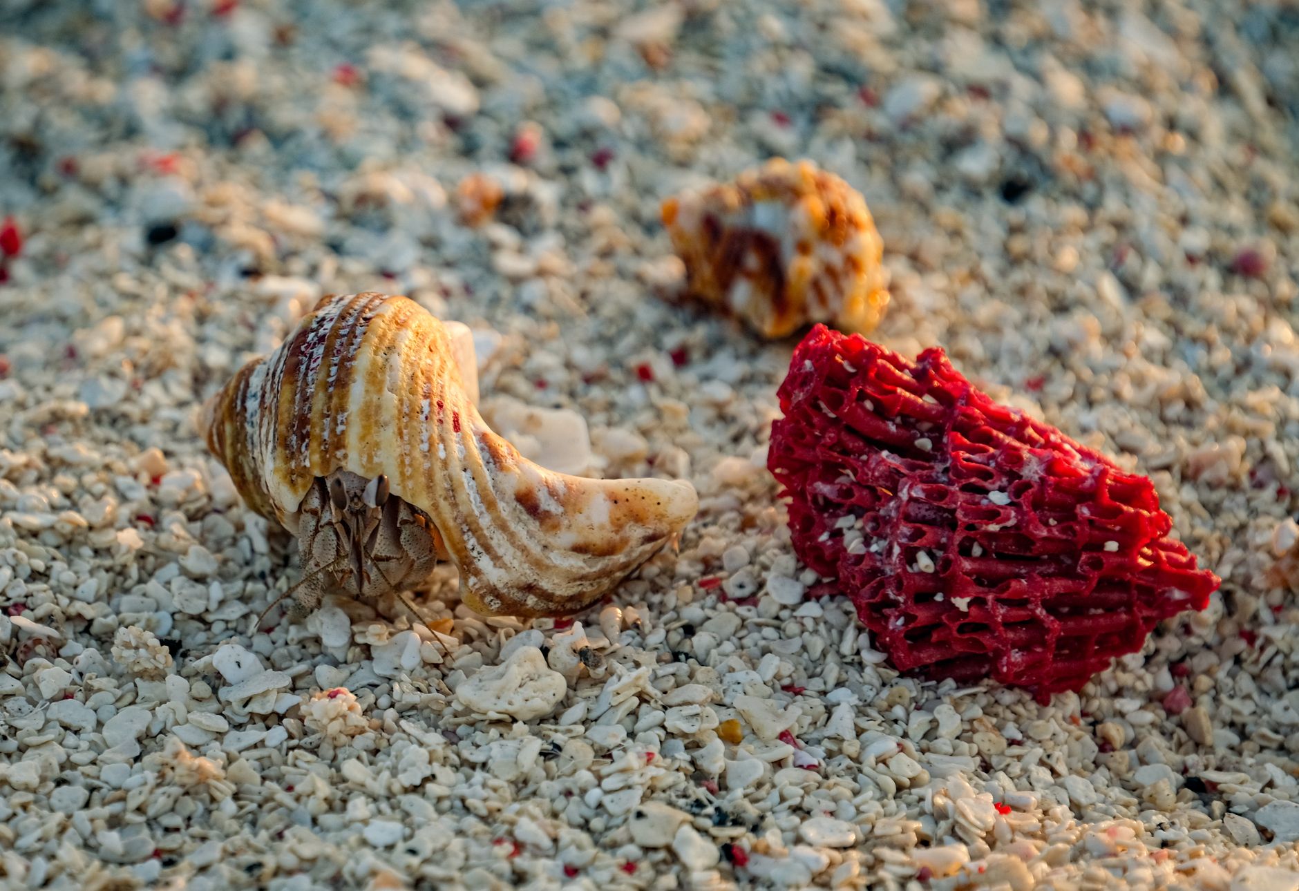 On a Japanese Island, Hermit Crabs and Cockroaches Do the Planting