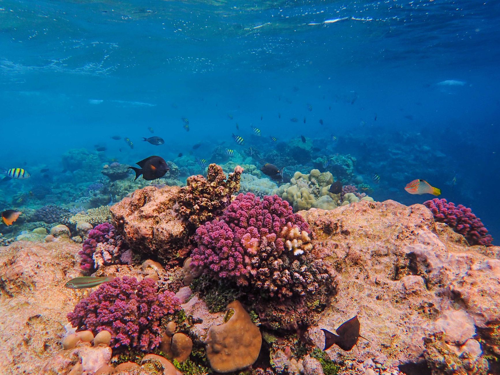 Spain Moves to Protect 22,000 Square Kilometres of Ocean