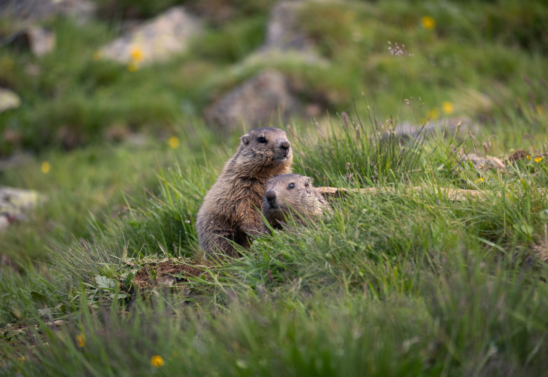 Fat Marmot Week Celebrates Colorado’s Chunky Survivors