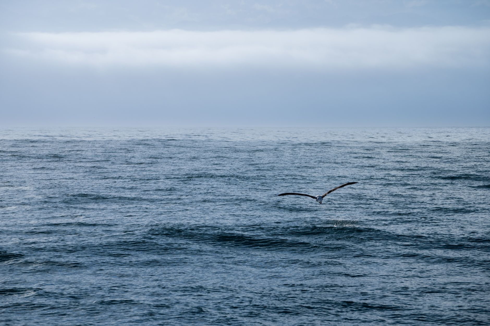 Six Flyways Now Map How Seabirds Cross Every Ocean