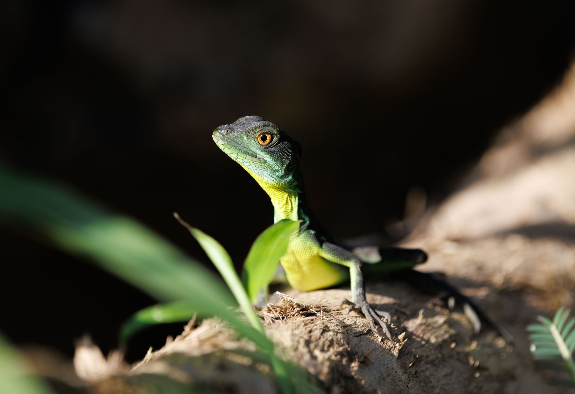 A Tiny Dragon-Named Lizard Turns Up in a Thai National Park